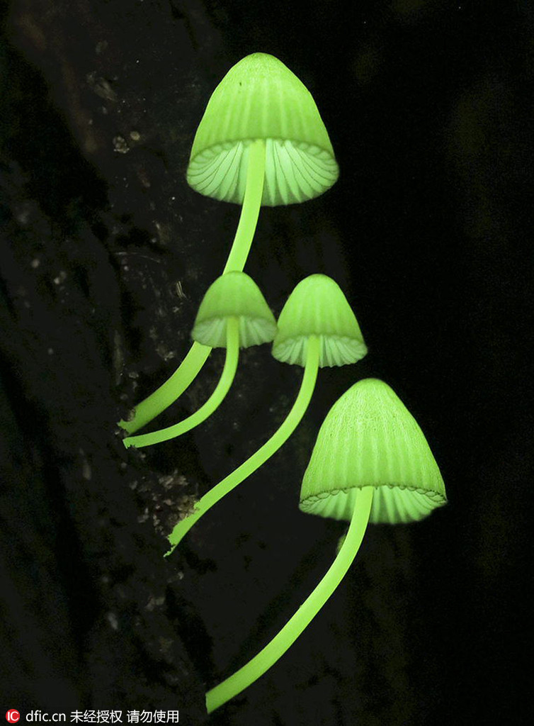 日本生长发光蘑菇 梦幻绿光似"夜色精灵"