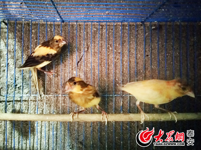 泰安故事丨养鸟30年 一网友家中养了上百只金丝雀
