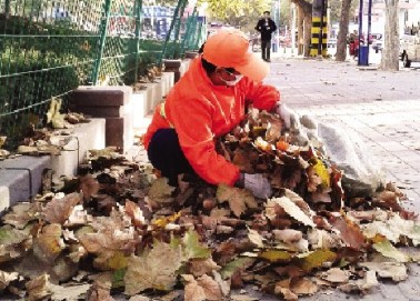一天扫2300立方米落叶 泰安环卫工人追着树叶