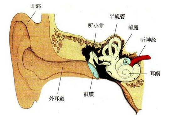 膜迷路是位于内耳中的细微结构,里面有内淋巴液;膜迷路与骨迷路的关系