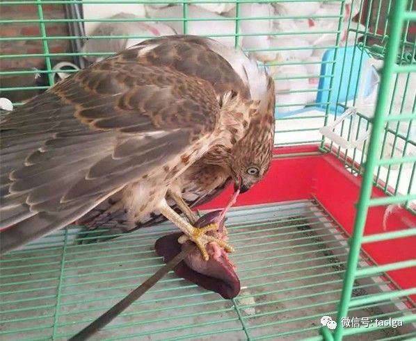 新泰民警救助一只鹰隼 系国家二级保护动物