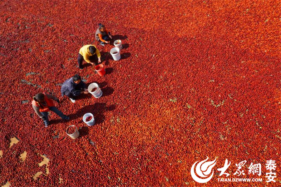 在中华文化中，红色意味着红火、喜庆。金秋十月，宁阳的枣树种植户们迎来了丰收季。枣农们将成熟的枣收集起来集中晾晒，村里到处铺满了喜气的红色。