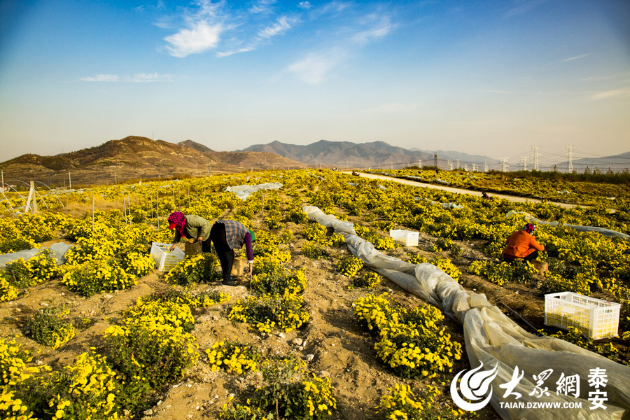 11月7日，“双十一”即将来临，山东省泰安市，一家有机菊花生产基地进入一年中最忙时期，数百个农民正在开足马力加班加点采摘菊花。 大众网发 实习记者 李继泽
