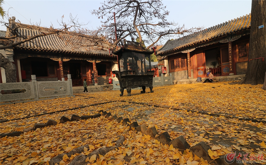 泰安:泰山普照寺银杏叶落