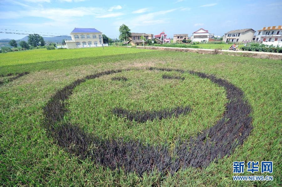 湖南湘乡市东郊乡的笑脸图案稻田(6月30日摄.