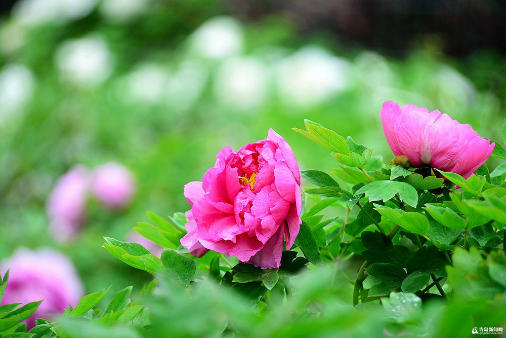 繁花里