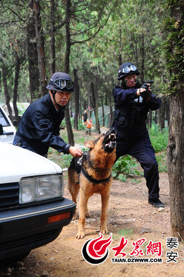探访泰安警犬基地:12只特殊"警员"也是英雄