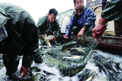 南水北调东线上的天池:东平湖喜盼一江春水