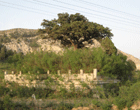 5.gif