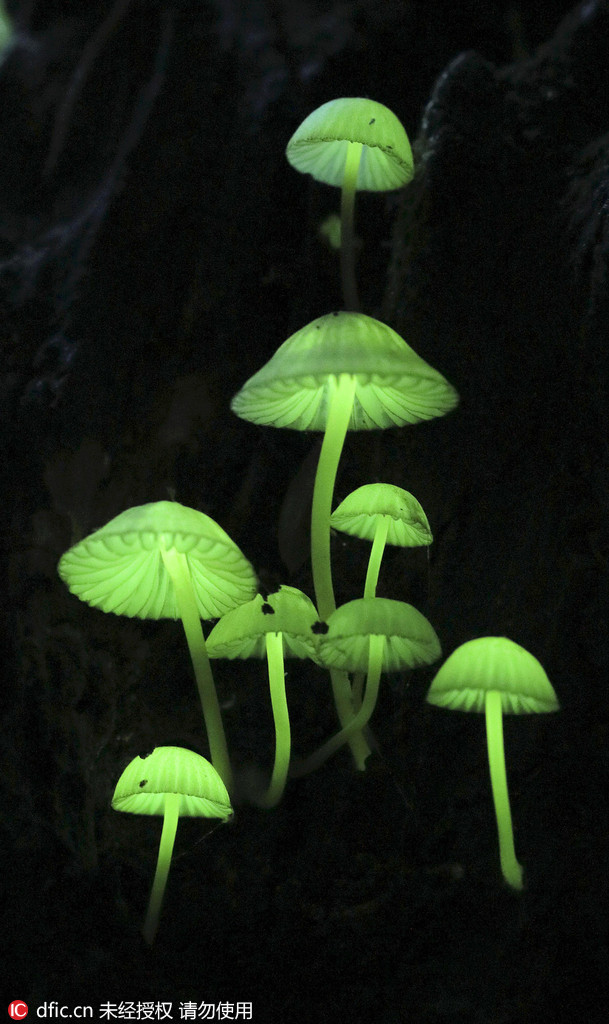 日本生长发光蘑菇 梦幻绿光似夜色精灵