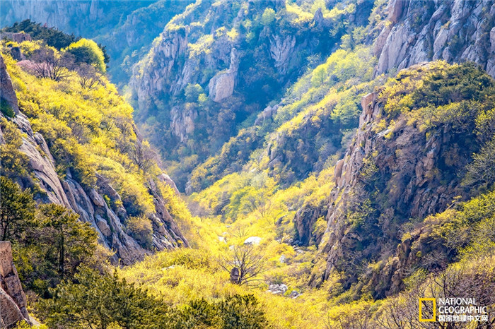 泰山风景春天图片