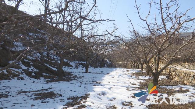 龙廷镇掌平洼村图片